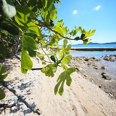 Dom wakacyjny Mobile Frangipani 4 Biograd Na Moru